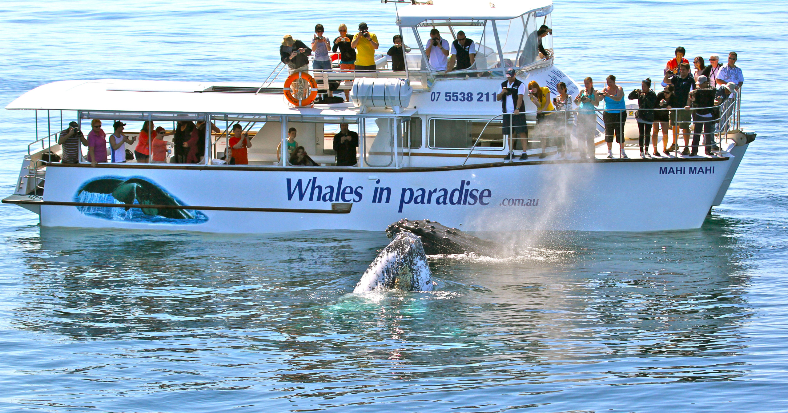 50ft Brady Cat “Mahi Mahi”